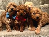 Orjinal Kusursuz Poodle Bebekler