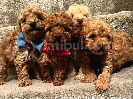 Orjinal Kusursuz Poodle Bebekler görsel