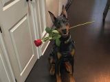 Sağlik Ve Irk Garanti̇li̇ Dobermanlari̇m