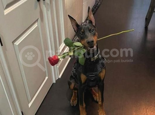 Sağlik Ve Irk Garanti̇li̇ Dobermanlari̇m görsel