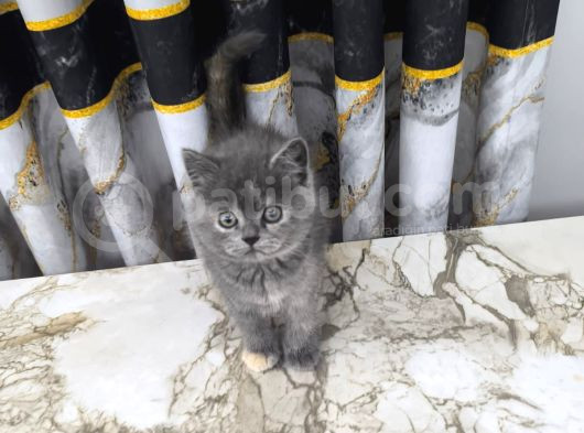 British Shorthair görsel