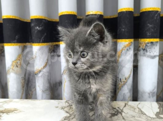 British Shorthair görsel