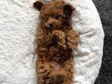 Puppy Dp Aşıları Yapıldı Toy Poodle Ev Neşeleri