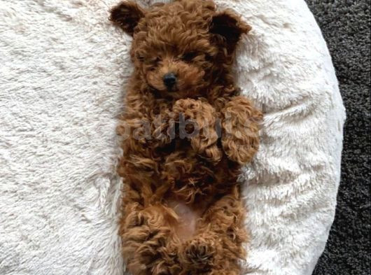 Puppy Dp Aşıları Yapıldı Toy Poodle Ev Neşeleri görsel
