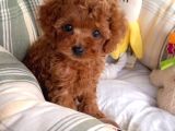 Puppy dp aşıları yapıldı toy poodle ev neşeleri