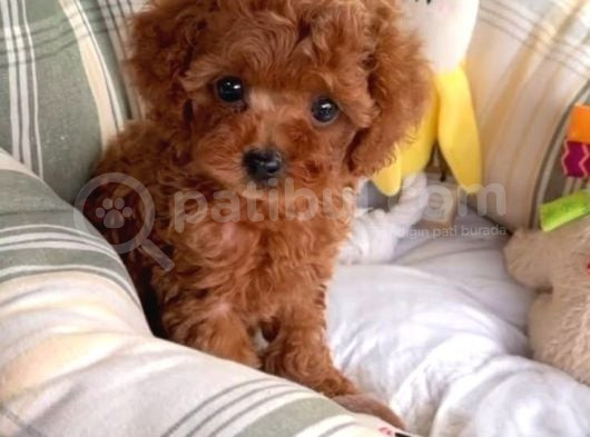 Puppy Dp Aşıları Yapıldı Toy Poodle Ev Neşeleri