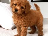 Puppy Dp Aşıları Yapıldı Toy Poodle Ev Neşeleri