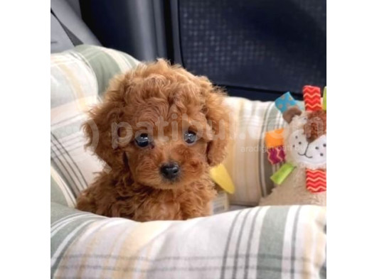 Puppy Dp Aşıları Yapıldı Toy Poodle Ev Neşeleri görsel