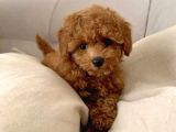 Puppy Dp Aşıları Yapıldı Toy Poodle Ev Neşeleri