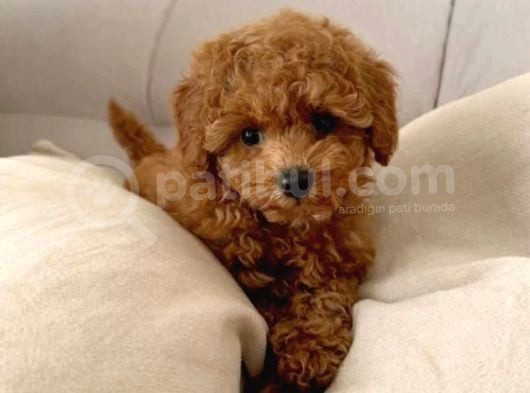 Puppy Dp Aşıları Yapıldı Toy Poodle Ev Neşeleri görsel