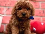 Kıvır kıvır toy poodle yavrular 