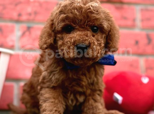 Kıvır Kıvır Toy Poodle Yavrular 