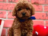 Kıvır Kıvır Toy Poodle Yavrular 