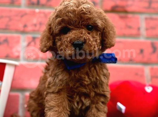 Kıvır Kıvır Toy Poodle Yavrular  görsel