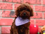 Dark Brown  Toy Poodle Yavrular