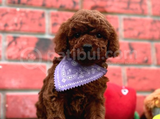 Dark Brown  Toy Poodle Yavrular görsel