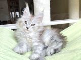 Safkan  Mainecoon  Silver Erkek