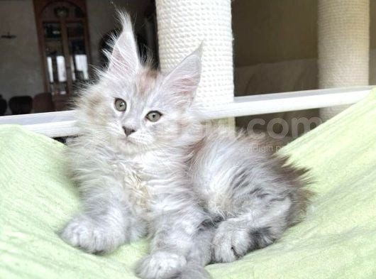 Safkan  Mainecoon  Silver Erkek görsel