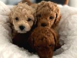 ORJINAL KUSURSUZ POODLE BEBEKLER