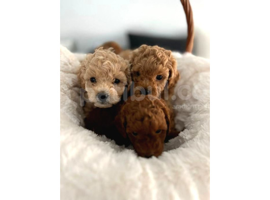 Orjinal Kusursuz Poodle Bebekler