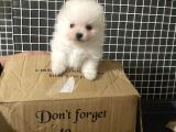 A Klas Pomeranian Yavrusu