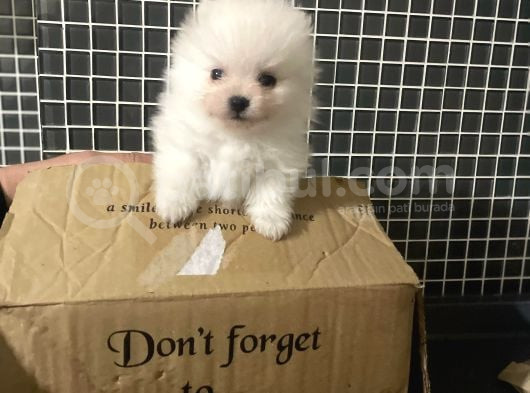 A Klas Pomeranian Yavrusu görsel