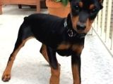Sağlik Ve Irk Garanti̇li̇ Dobermanlari̇m