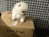 A klas Pomeranian yavrusu