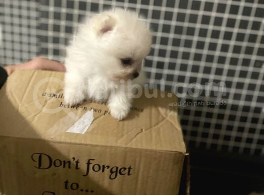 A Klas Pomeranian Yavrusu