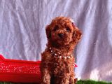 Top Quality Toy Poodle Puppy