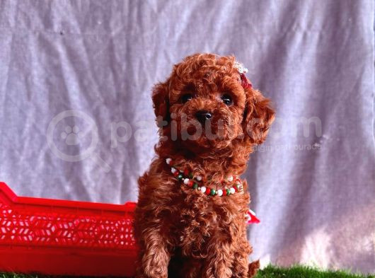 Top Quality Toy Poodle Puppy görsel