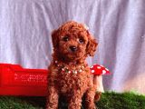 Top quality toy poodle puppy