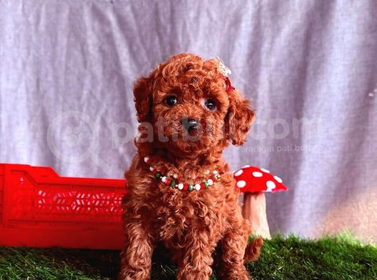 Top Quality Toy Poodle Puppy
