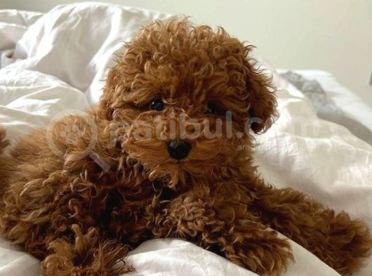 Sağlik Ve Irk Garanti̇li̇ Toy Poodle Bebi̇s görsel