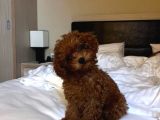 Sağlik Ve Irk Garanti̇li̇ Toy Poodle Bebi̇s