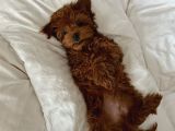 Sağlik Ve Irk Garanti̇li̇ Toy Poodle Bebi̇s