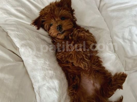 Sağlik Ve Irk Garanti̇li̇ Toy Poodle Bebi̇s görsel