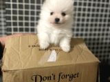 A Klas Pomeranian Yavrusu