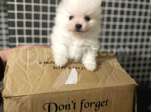 A Klas Pomeranian Yavrusu görsel