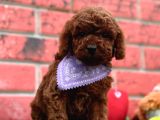 Dark Brown  Toy Poodle Yavrular