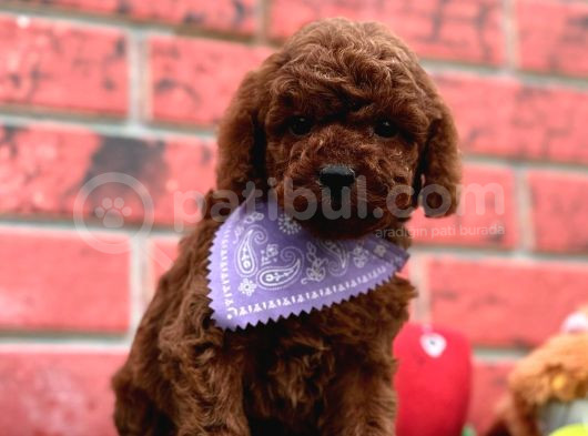 Dark Brown  Toy Poodle Yavrular görsel