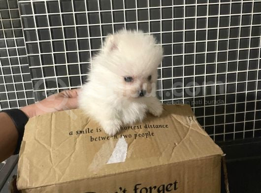 A Klas Pomeranian Yavrusu görsel