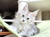 Safkan  Mainecoon  silver ERKEK