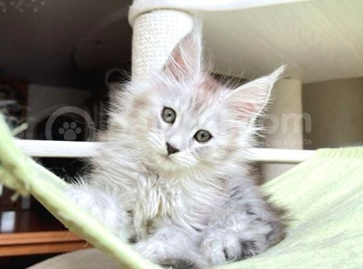 Safkan  Mainecoon  Silver Erkek