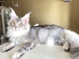 Safkan silver Mainecoon Erkek