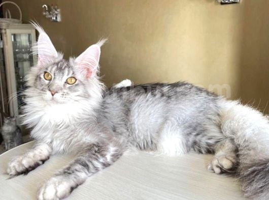 Safkan Silver Mainecoon Erkek