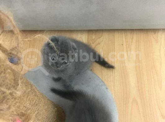 Scr Li Anne Babadan Scotti̇sh Fold Bebekler görsel