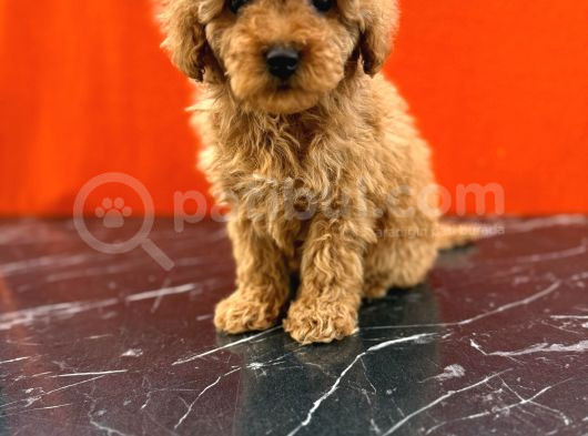 Tatlı Toy Poodle Bebeklerim görsel