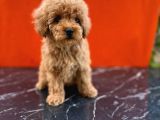 Tatlı toy poodle bebeklerim