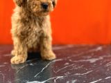 Tatlı Toy Poodle Bebeklerim